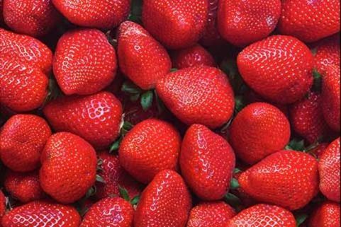 LED lighting in strawberry cultivation LED lighting in strawberry cultivation